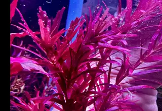 8 Rotala Blood Red Stem Pack