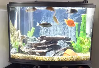 36 Gallon African Cichlid Tank Logo