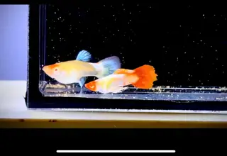 Rare- 1 Pair - Albino Koi Santa Claus - Super High Quality Guppies