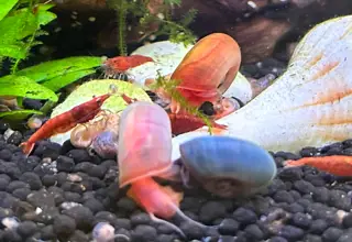 16 Ramshorn Snails (Pink, Blue, Red, Leopard) + Free Floating Plants
