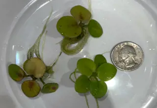 Amazon Frogbit, Limnobium Laevigatum