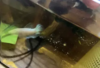 Female White Half Moon Betta Logo