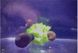 Ram Horn Snails