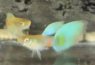 Pk Endlers American Green Delta Tail Guppy 5 Unsexed Fry