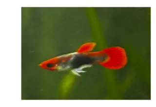 Red Tux All Male 2 Fish Logo