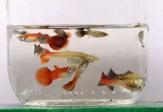 10 pack mixed guppies. Mutts