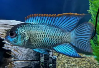 Electric Blue Acara/ Blue Acara Cichlid(Andinoacara pulcher). Group Of 3. Logo