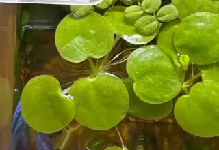 Amazon Frogbit, Limnobium Laevigatum, Aquatic Freshwater Plants Logo