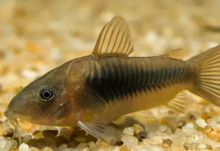 5 X Green Corydorus