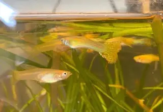 Papaws Gold Guppy Strain Bag Of At Least 6 Fry Logo