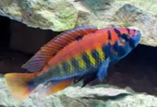 Various African Cichlids Logo