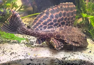 Leopard Sailfin Pleco Logo