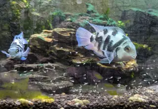 Polar Cichlid Fry