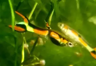 2 Pair Certified Genuine Campoma Gypsy Endler, Live Arrival Guaranteed