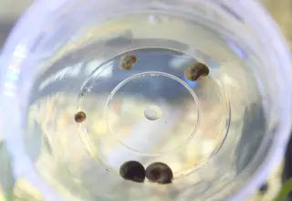 5 Ramshorn Snails, Live Freshwater Snail