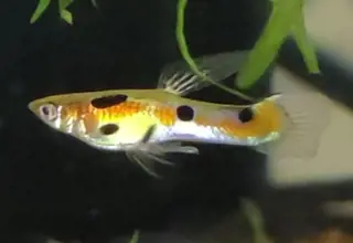 Pk Endlers PURE Campoma Romani Endlers Pair MF Logo