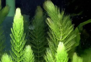 Hornwort