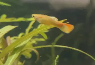 Designer Guppies, Poecilia Reticlata/poecilia Wingei Hybrids