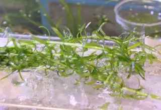 10 Stems Of Anacharis, Live Aquatic Plant