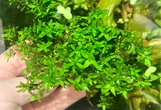 Pearlweed(bunch)