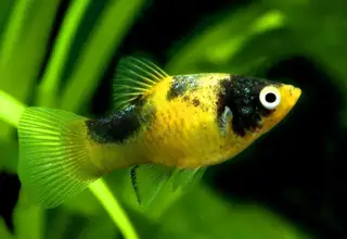 X. Maculatus "Bumblebee" Platy (Trio) Logo