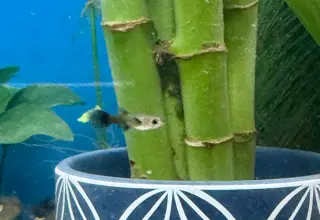 5 Guppy Fry/Juveniles Logo