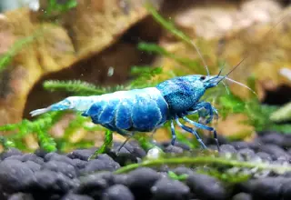 14 Blue Bolt Crystal Bee Caridina Shrimp (S-sss Grade)