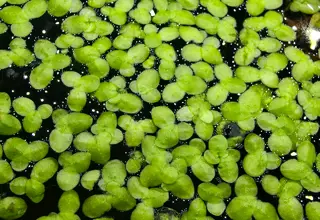 1/2 Cup Duckweed Floating Plant