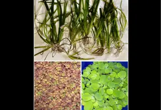 Easy Plant Pack (12+ Vallisneria, Red Root Floater, Water Lettuce)