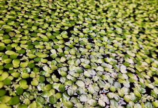 Giant Duckweed