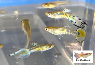 Pk Endlers Yellow Pastel Wildcat Endlers Trio Mff