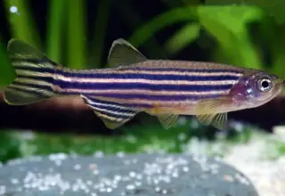 Zebra Danios 1 Dollar Each Logo