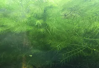 Hornwort (Phaeoceros Laevis)