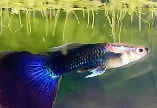Royal Blush Guppy Logo