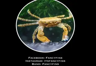 (5) Pom Pom Crabs (Fully Aquatic Freshwater Dwarf Crabs) Logo