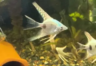 Philippine Blue Angelfish Mix Zebra, Striped, Ghost Standard and Veil 6 fish Logo