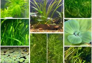 Plant Pack(15vallisneria-10anacharis-10hornwort-red Root Floater-water Lettuce)