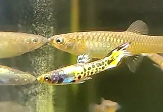 Pk Endlers Yellow Blue Blush Wildcat Endler Trio Mff