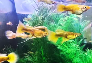 Full Gold Ribbon Guppies - 12+ Fry Pack Logo