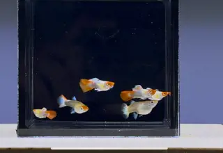 Rare- 1 Pair- Koi Santa Claus - Super High Quality Guppies