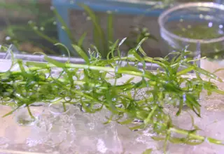 6 Stems Of Anacharis, Live Aquatic Plant