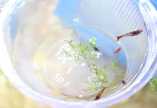 20+(2 Free) Rainbow Neocaridina Shrimp, Neocaridina Davidi