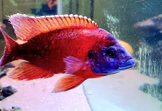Ruby Red Peacock Thailand