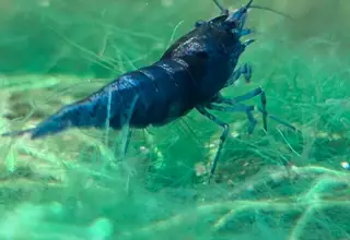 Blue Velvet Neocardina Shrimp