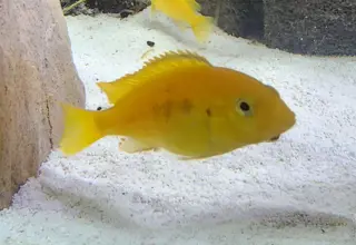 Electric Yellow Cichlid Logo