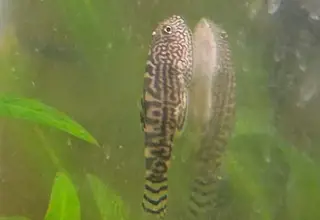 Reticulated Hillstream Loach, Sewellia Lineolata, Tiger Hillstream Loach