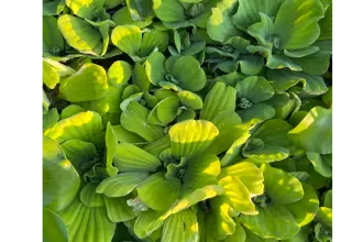 Water Lettuce (Pistia Stratiotes), Quart Bag Logo