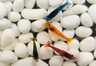 Cherry Shrimp Rainbow Pack (20 Shrimp)(neocaridina Davidi) Logo