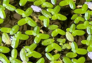 Duckweed (Lemnoideae)