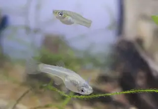 10+(1 For Doa) Rainbow Endlers (They Will Gain Color In A Few Weeks)